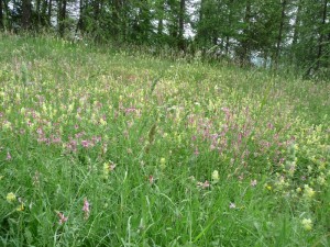 LA Foux Dallos 055  